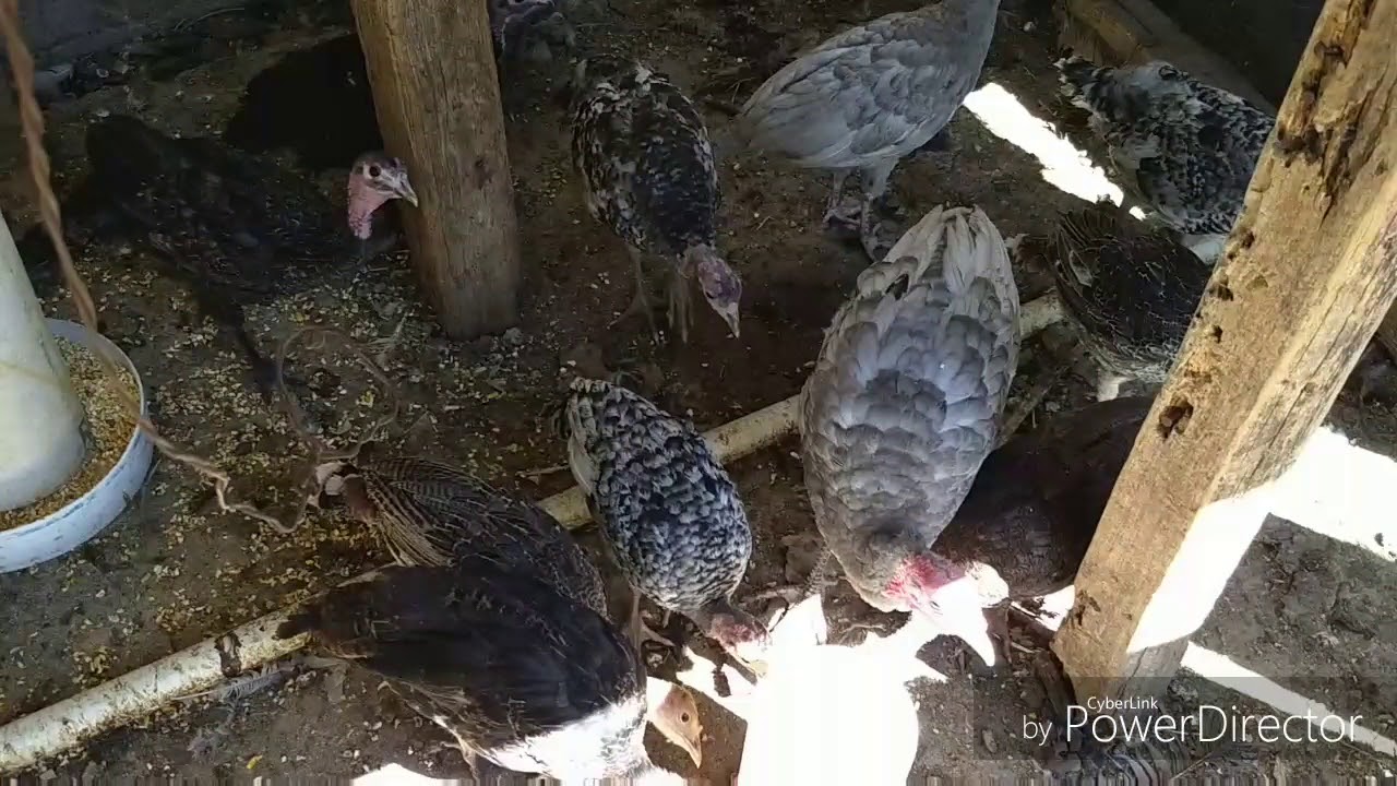 CALENDARIO DE VACUNACIÓN PARA GUAJOLOTES Y GALLINAS