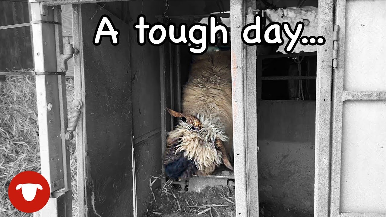 Paying £450 to scan 40 sheep... and it doesn't go well!