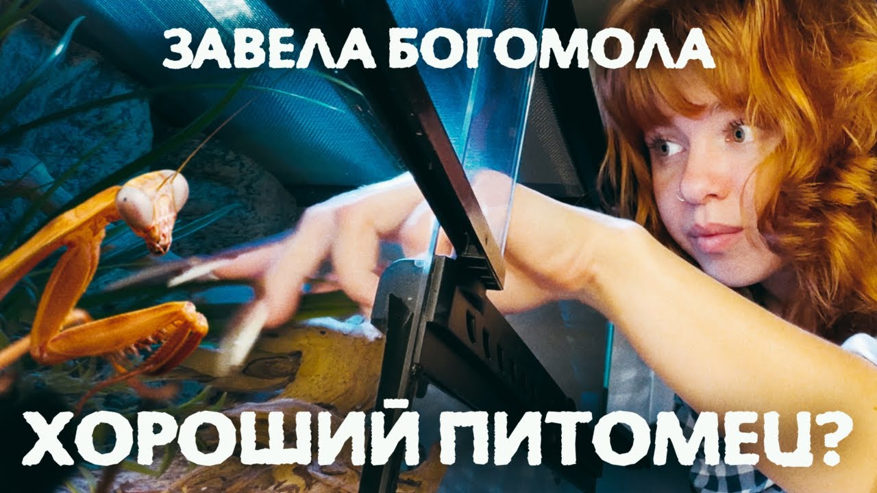Содержание богомола 🎋 Почему их заводят все больше людей?