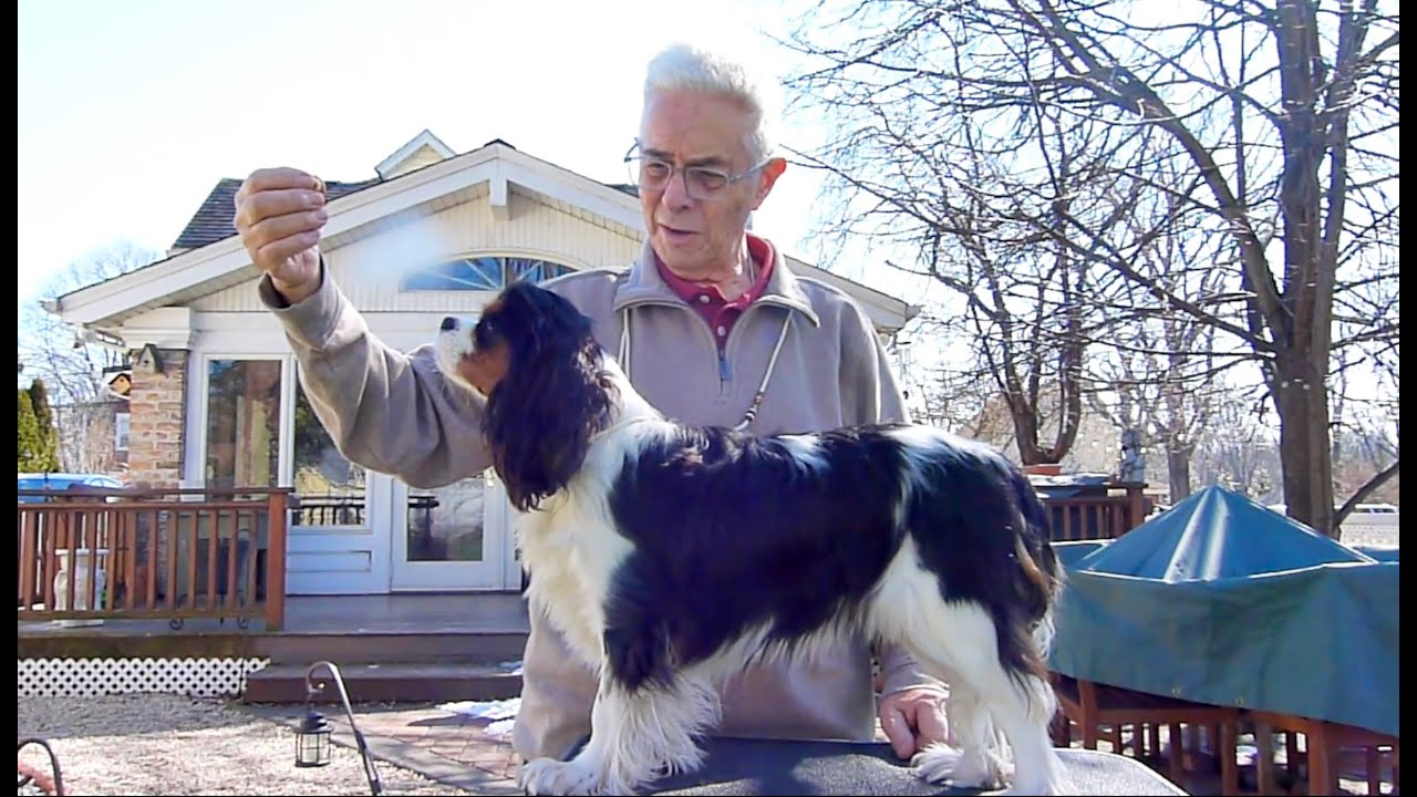 Apple: Getting Ready For The Dog Show