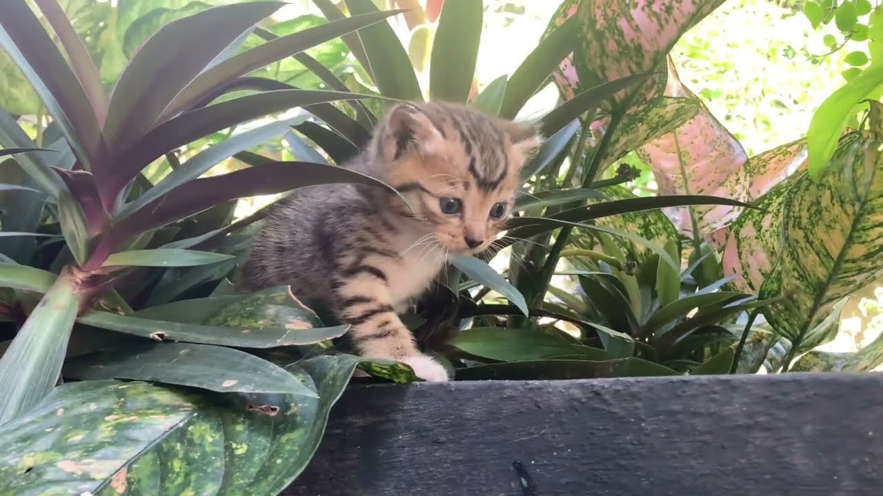 Persian Cat for sale  Sri Lanka 😻  - sri lanka persian cat - call 0716635872
