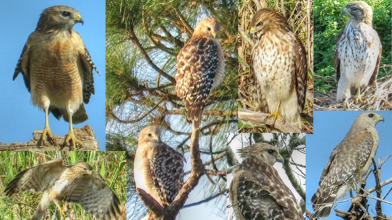Red Shouldered Hawks