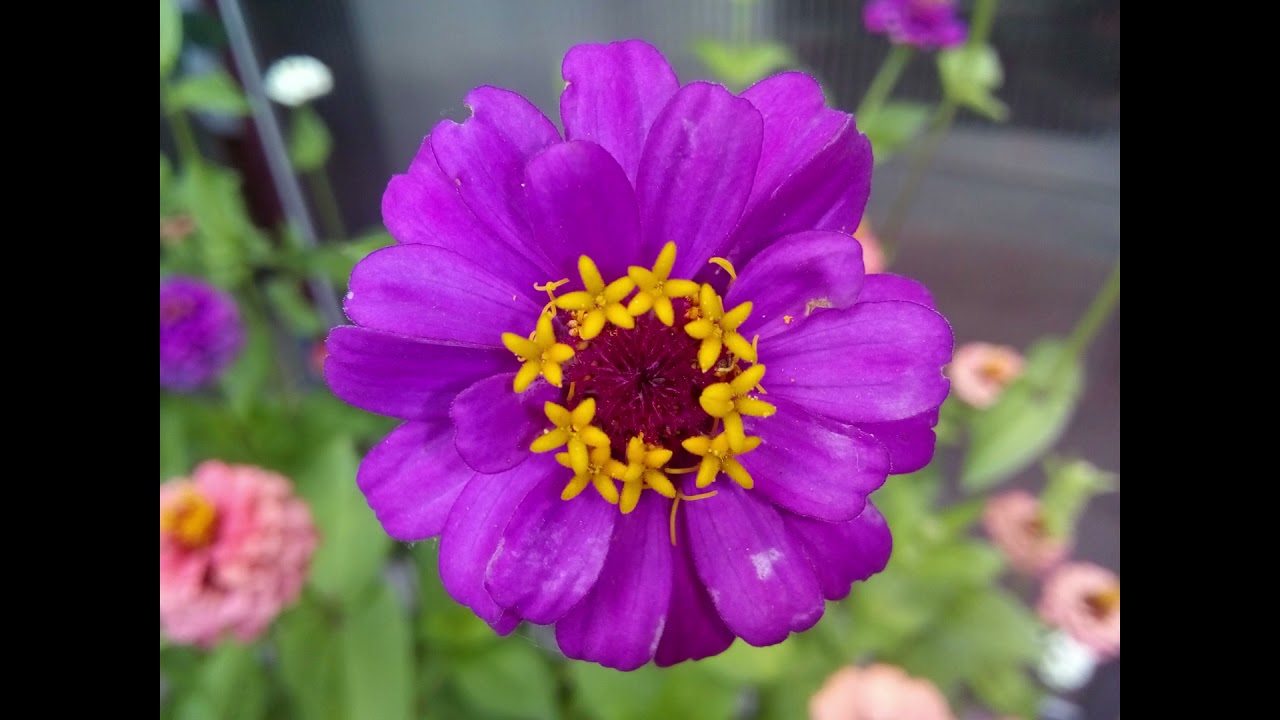 Zinnia Elegans Flower Blooming + Relaxing, Meditation Music - Rézvirág
