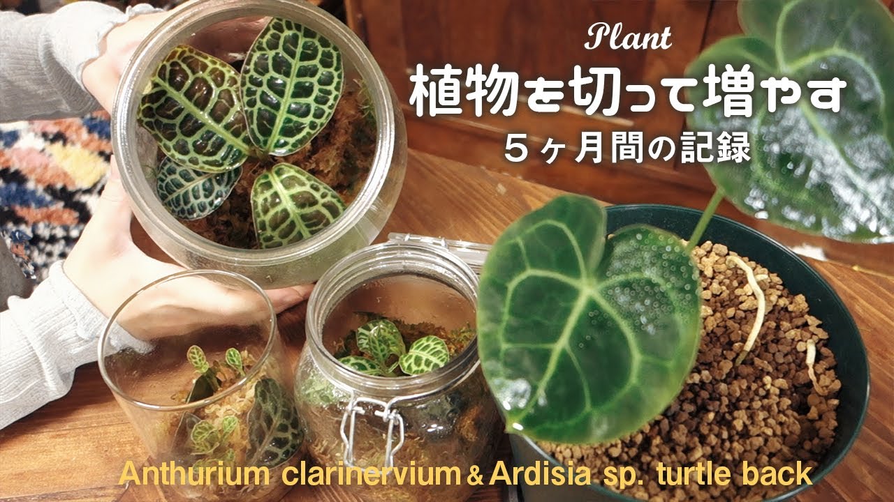 【plant】植物を切って増やす🌱５ヶ月間の記録丨アンスリウム クラリネルビウム丨アルディシア タートルバック丨挿し木丨株分け丨観葉植物丨Houseplants