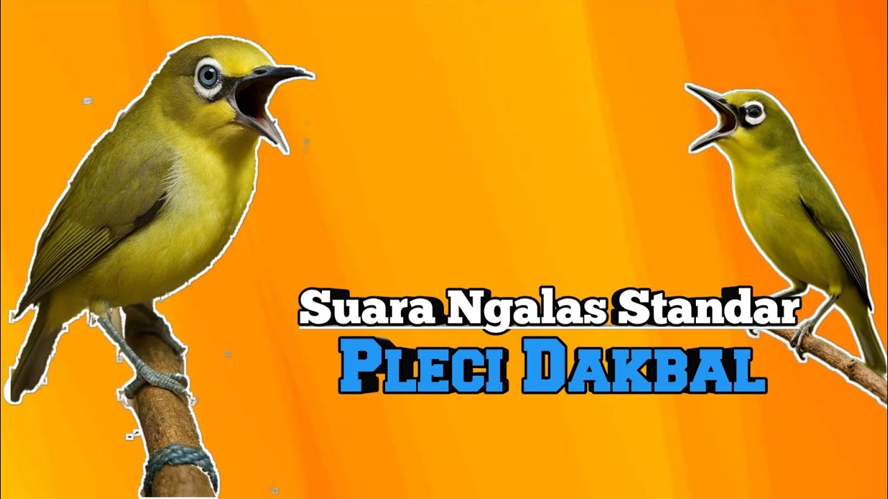 SUARA PLECI DAKBAL NGALAS STANDART MANGGIL MUSUH #pleci #pancinganpleci #terapipleci 