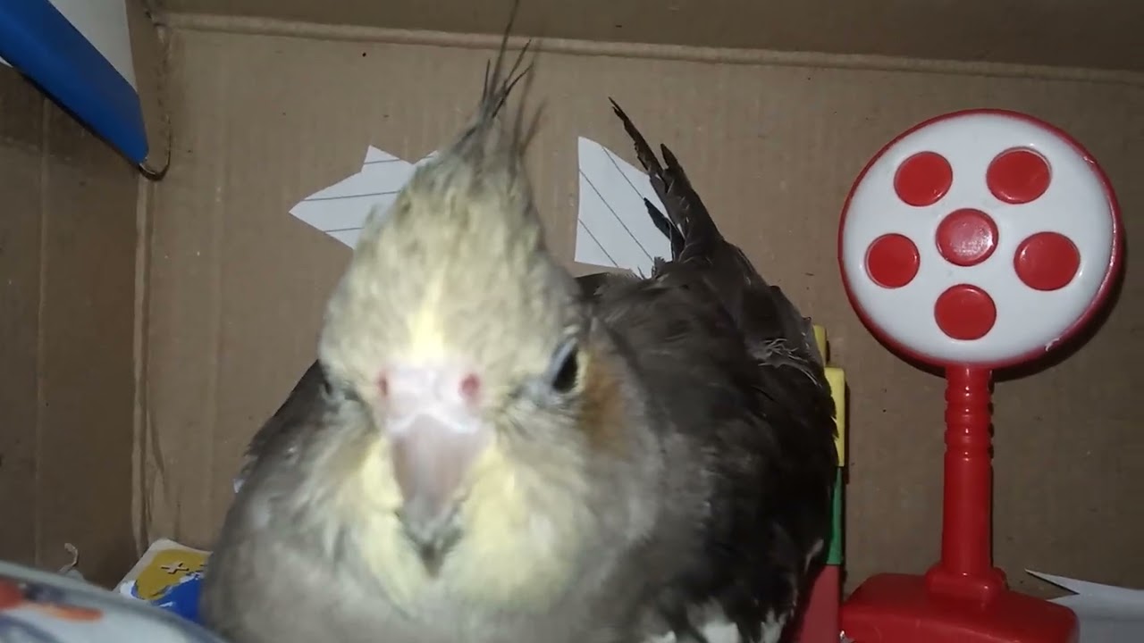 Angry cockatiel 