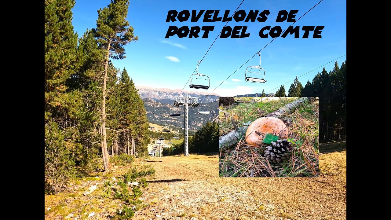 ROVELLONS/NISCALOS  DE PORT DEL COMTE #4k #nature #mountains #mushroom #setas