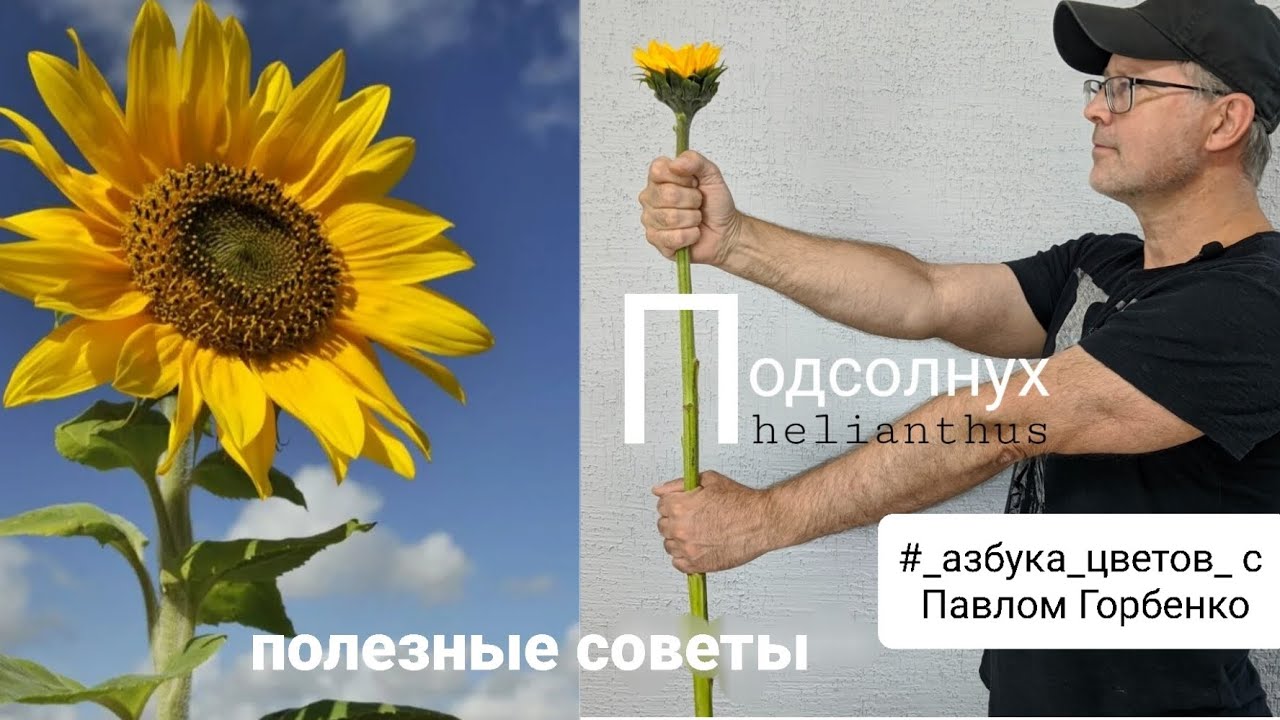 Подсолнух. Полезные советы о цветах