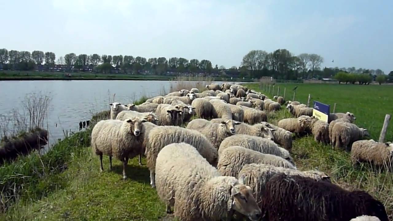 Klompenpad met heel veel schapen