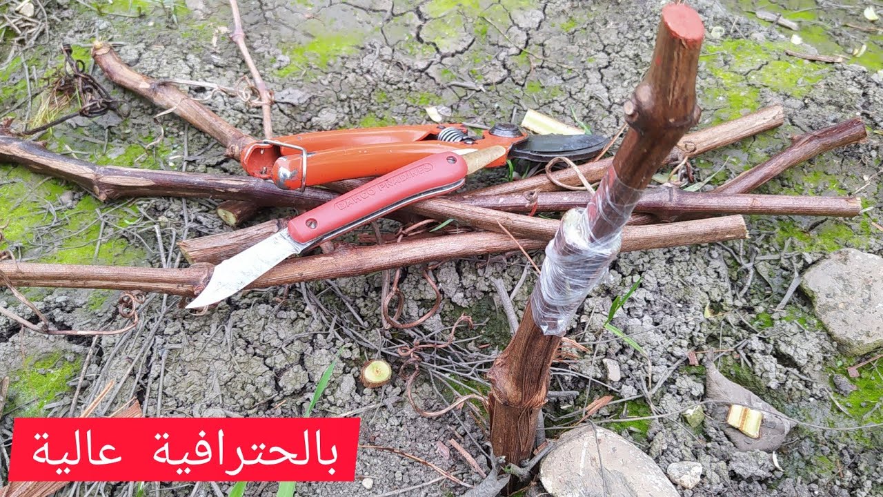 تطعيم أشجار العنب بالقلم  le greffage de vigne grafting vigne