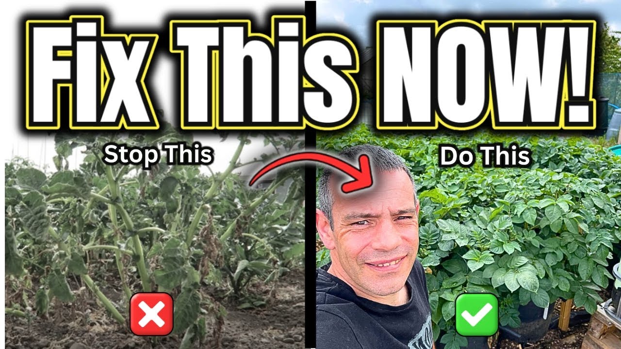 Stop Overwatering Your Potatoes – Do This Instead!