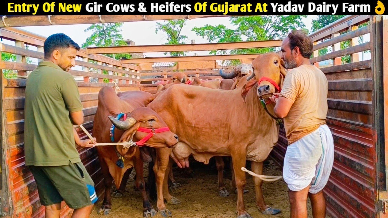 Entry Of New Gir Cows & Heifers Of Gujarat At Yadav Dairy Farm,Lucknow/ For Sale- Gir Cows & Heifers