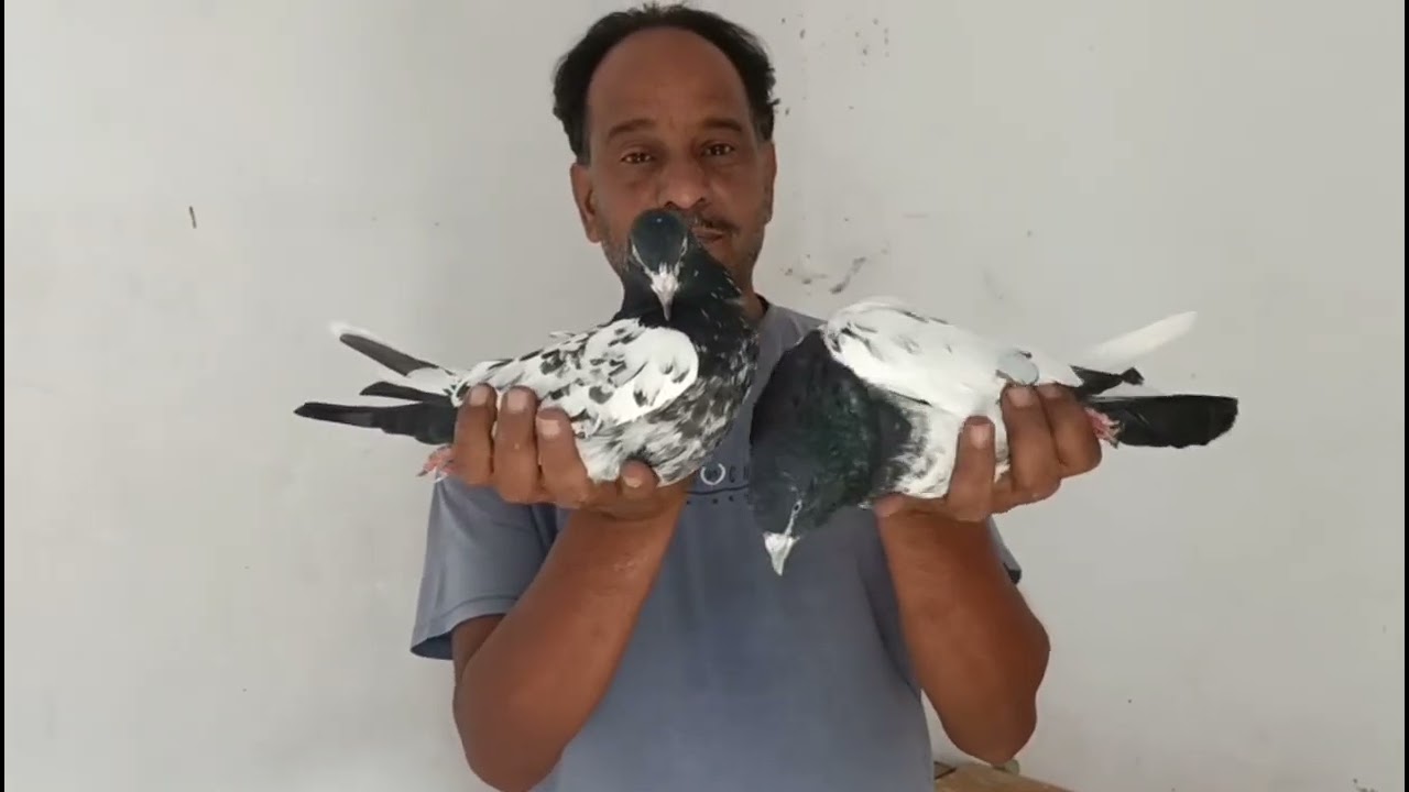 Rampuri kabutar// rampuri nasal  atiq sahab ke home breed.