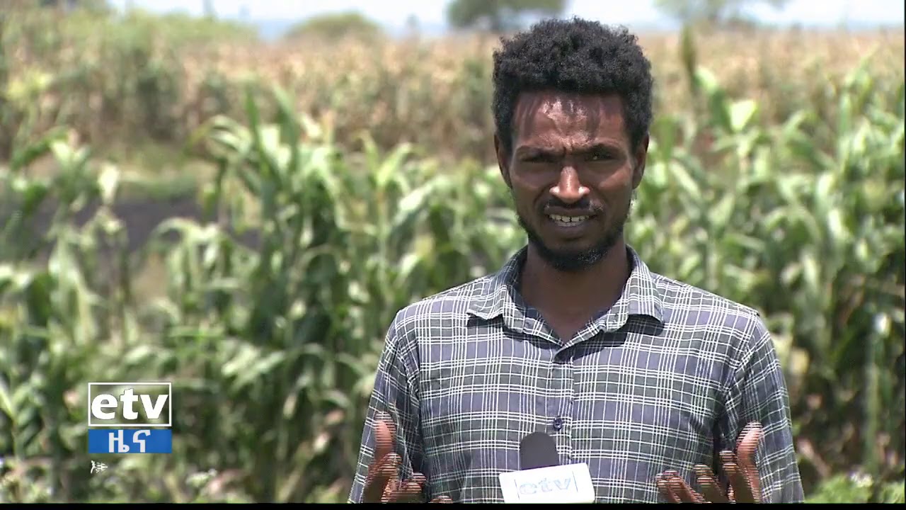ማሳ በርበሬ፣ በቆሎና ቦሎቄ የማምረት ስራ|