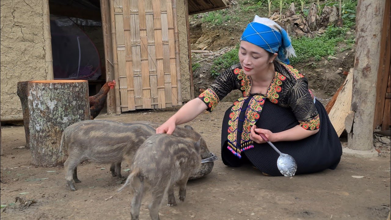 Vàng Hoa, Great new day with wild boar, Survival Instinct, Wilderness Alone , Ep 220