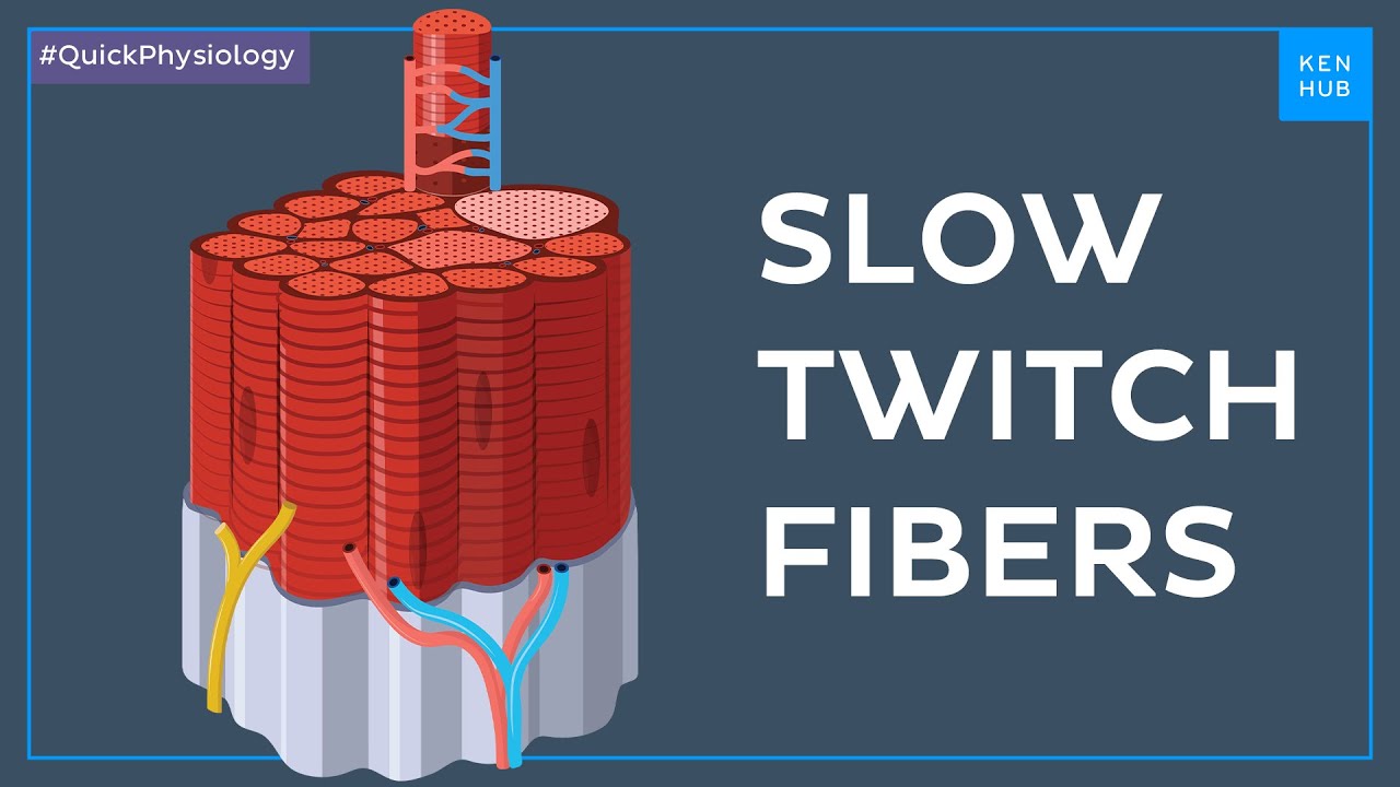Classification of skeletal muscle fibers: Slow twitch fibers - Quick Physiology |&nbsp;Kenhub