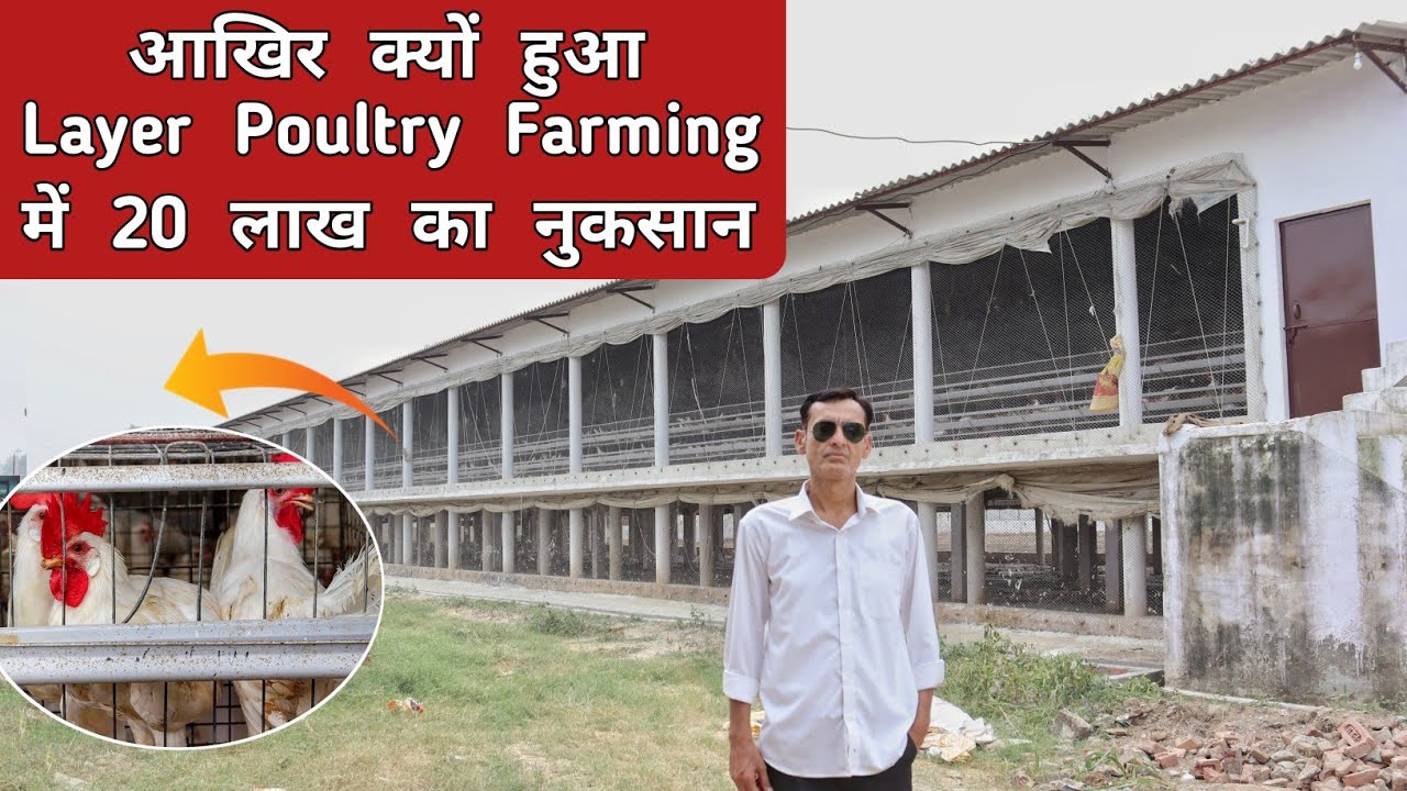 आखिर क्यों हुआ Layer Poultry Farming में 20 लाख का नुकसान | Poultry Farming