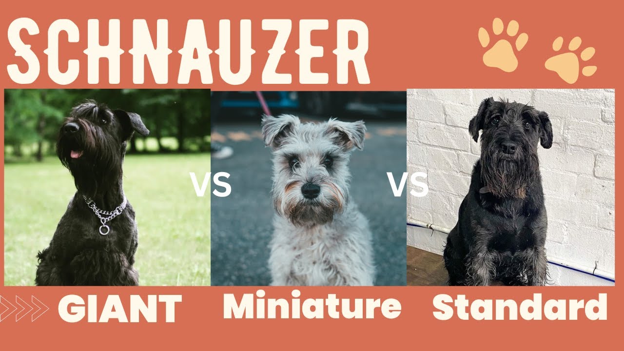 Giant schnauzer vs Standard schnauzer vs Miniature - breed comparison