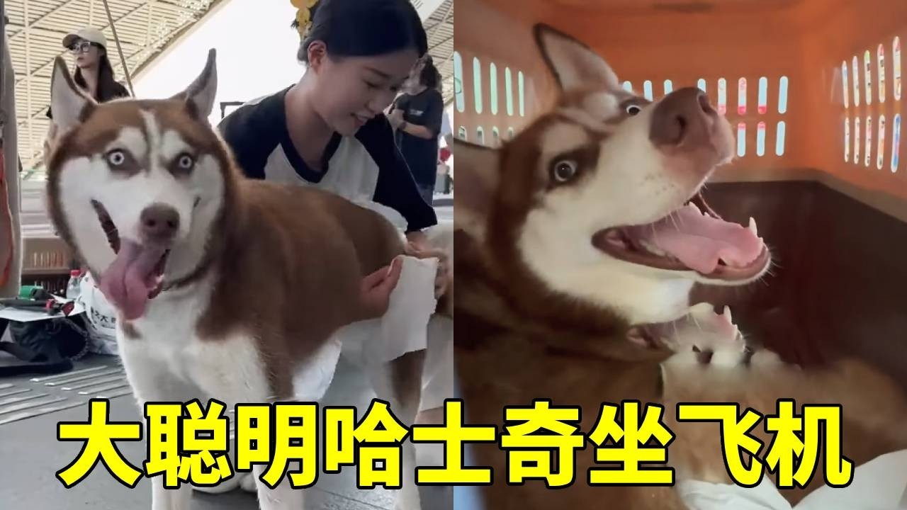 谁懂啊！带 “拆家能手” 坐飞机，落地就有人等，后续发展笑到我了【疯铲姐妹】