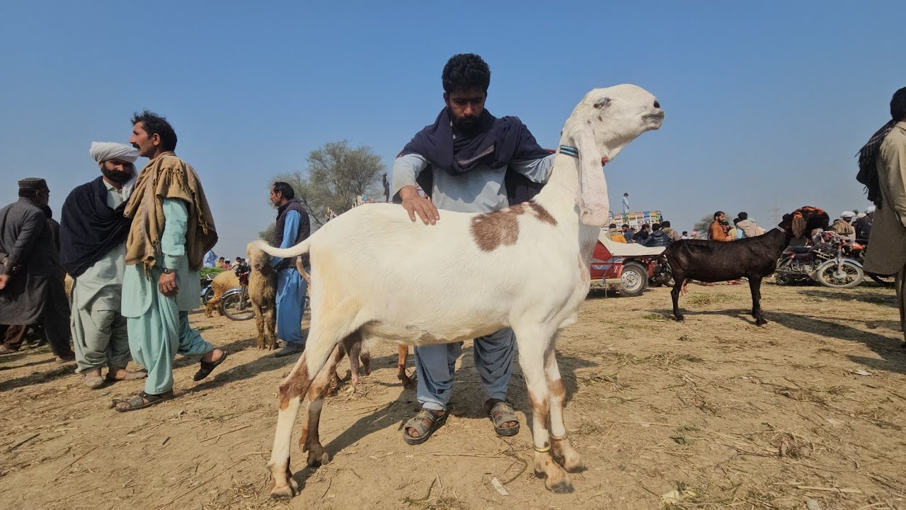 17 تاریخ 2026 بچوں والی بکریوں کی انٹر نیشنل منڈی اج ریٹ گر گئے 😯