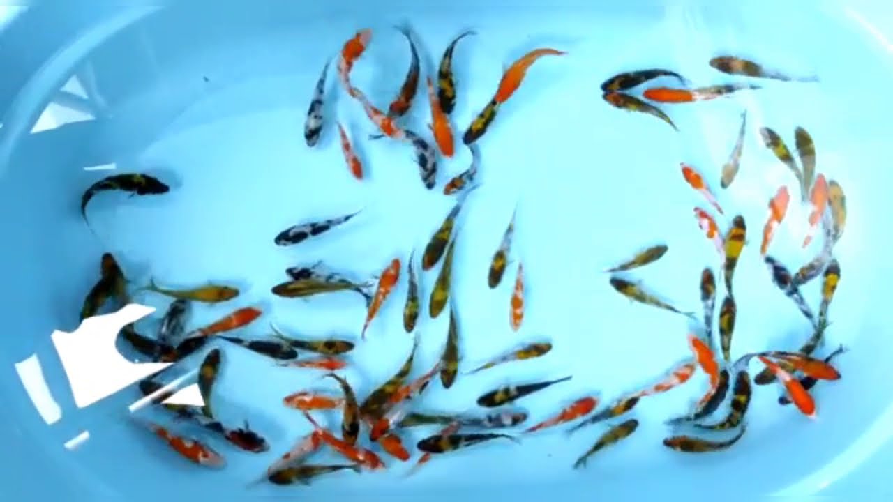 Bibit Koi Grade A (Jual Ikan Koi)