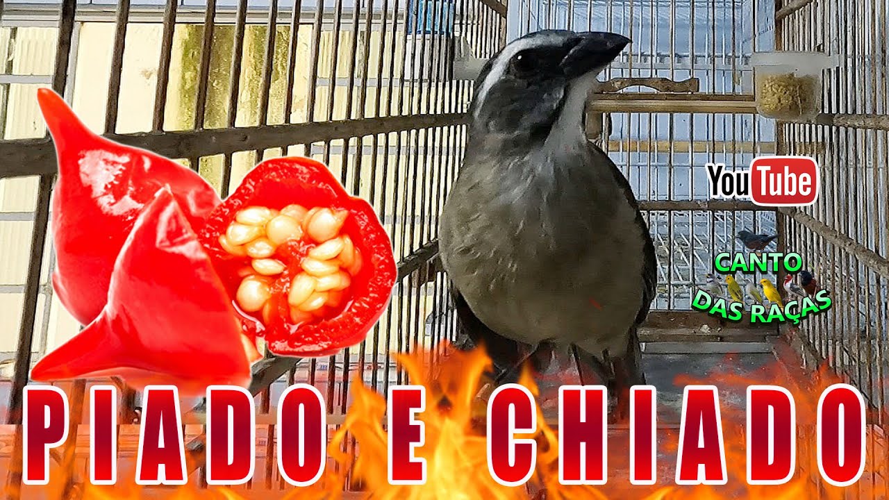 🔥 MELHOR ESQUENTA DE TRINCA-FERRO 🔥👉 Com áudio estimulante de fundo pra levantar ainda mais o canto!