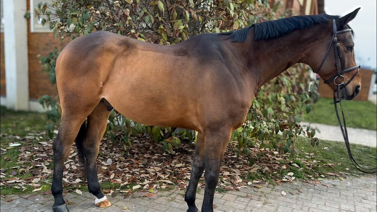 SOLD *2017 gelding 135 level 