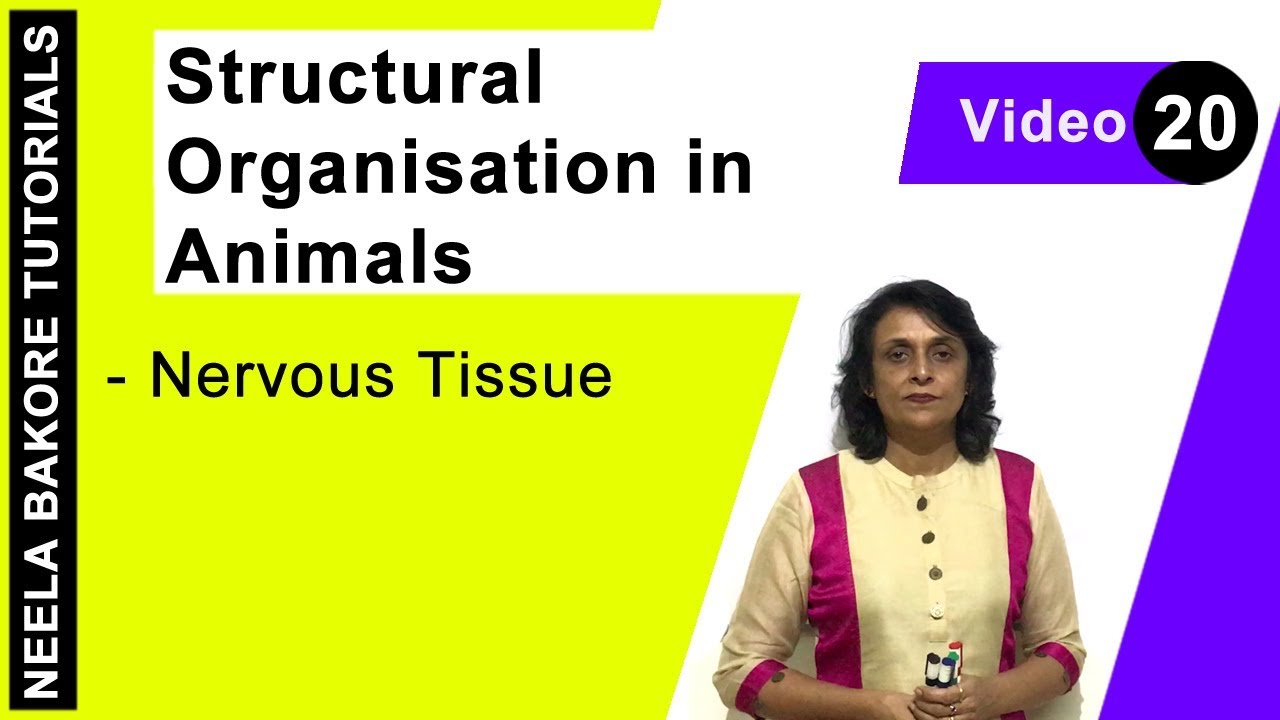 Structural Organisation in Animals | NEET | Nervous Tissue | Neela Bakore Tutorials