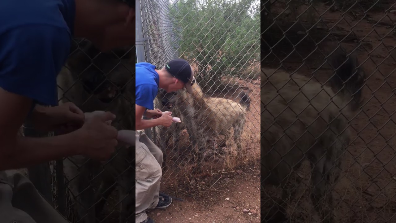 Hyenas laughing