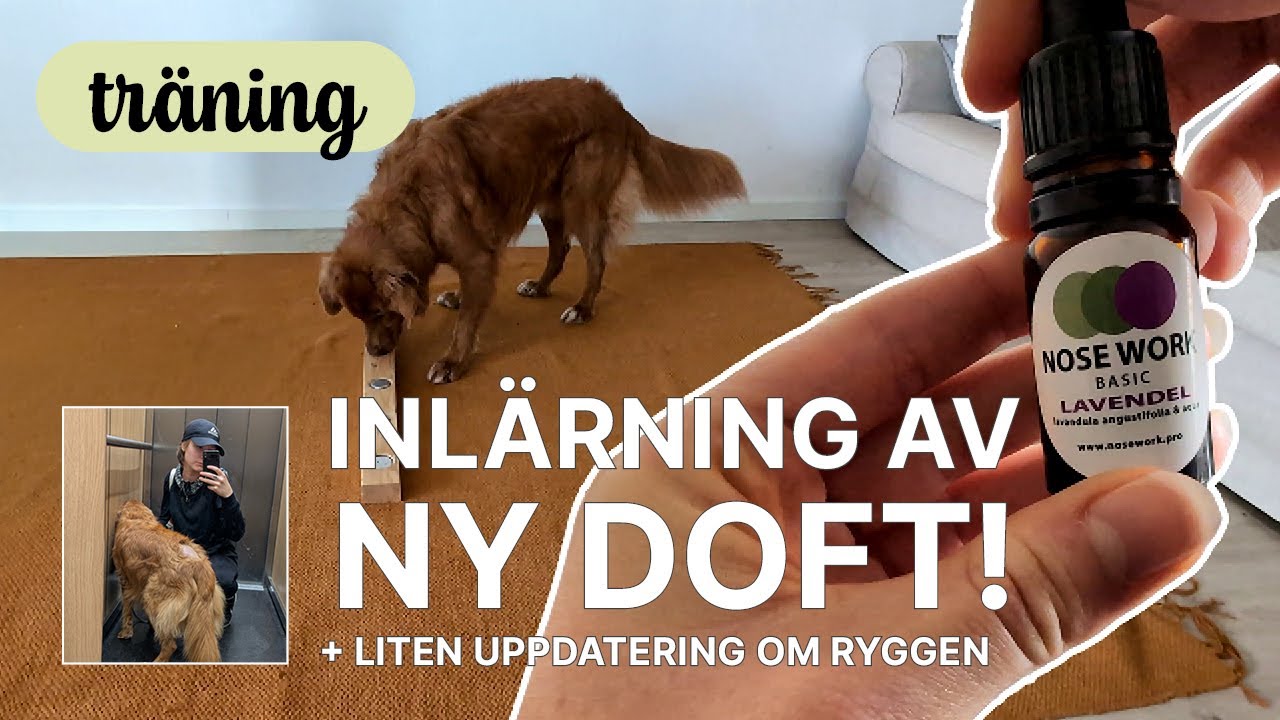 Inlärning av nosework-lavendel i tre enkla steg - träning 🪻