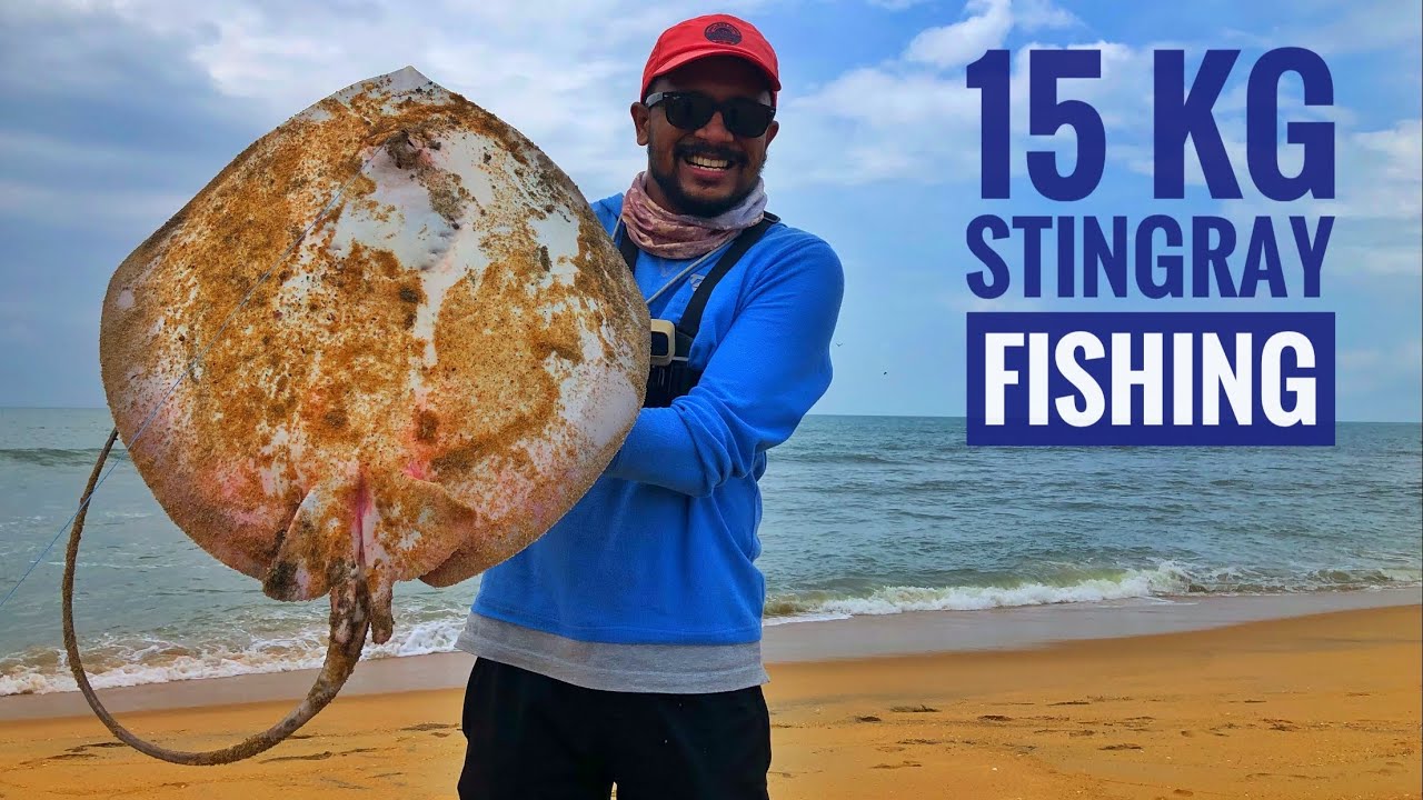 15KG തിരണ്ടി ഫിഷിംഗ് from ചാവക്കാട് കടപ്പുറത്തുനിന്ന്  | 15KG stingray fishing from Kerala beach