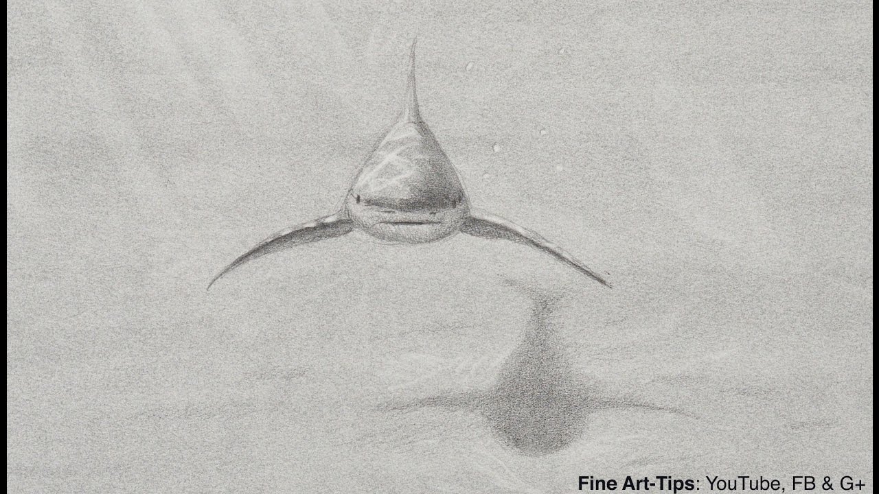 How to Draw a Shark - Narrated - sketch