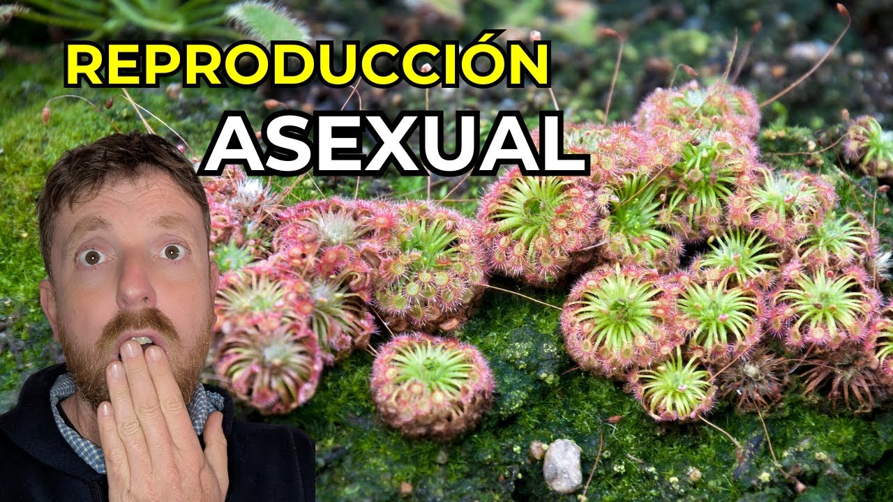 Reproducción ASEXUAL de PLANTAS CARNÍVORAS 🌱 | Droseras pigmeas