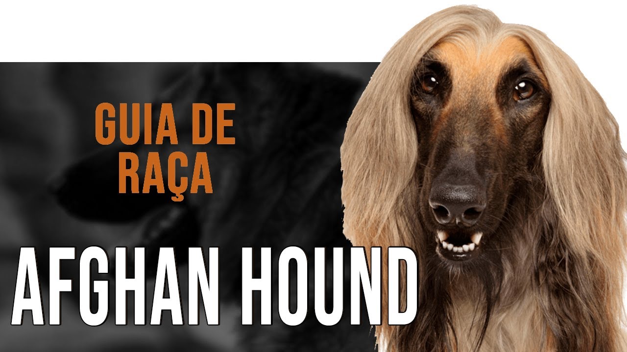 AFGHAN HOUND - Tudo sobre a raça