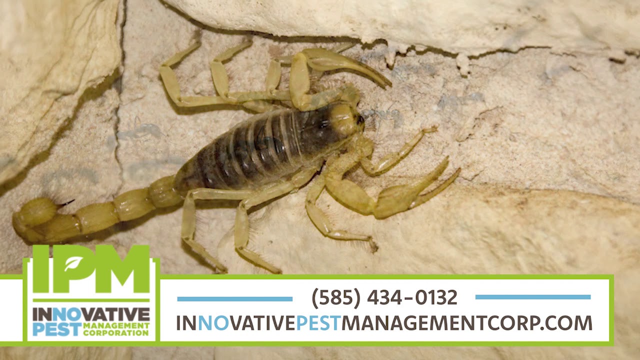 Innovative Pest Management, Corp | Pest Control in rochester