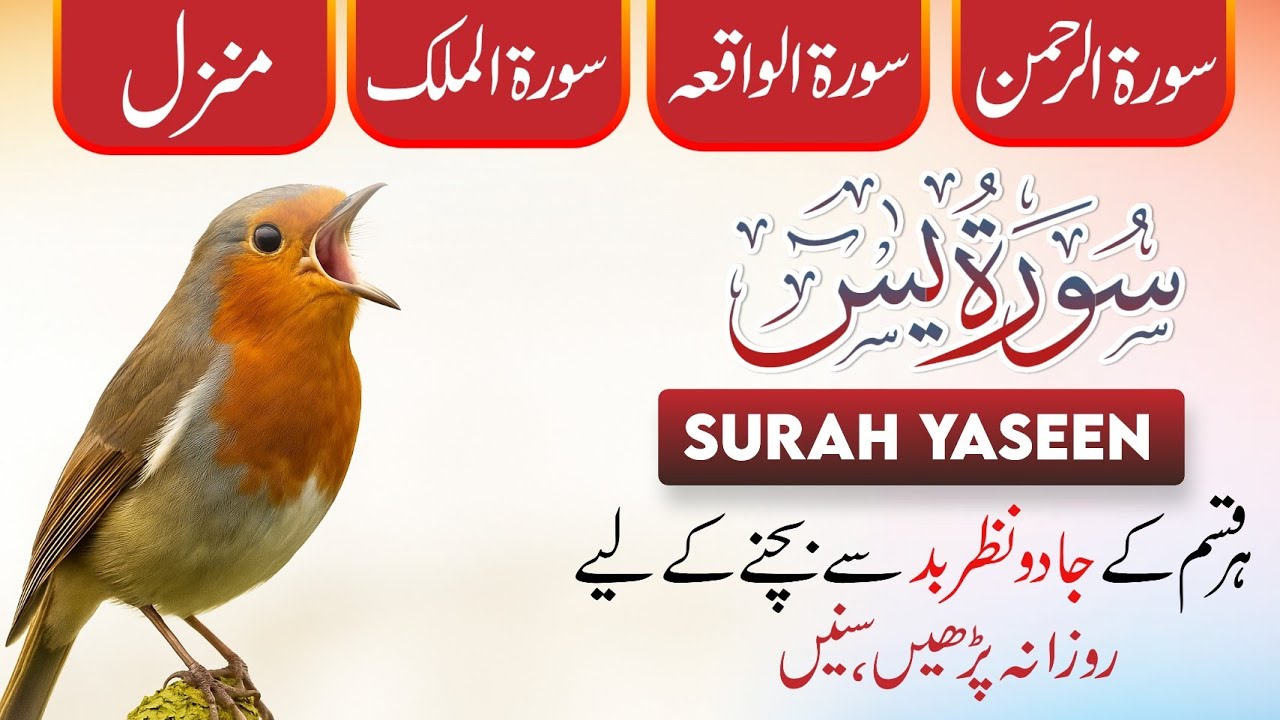 Surah Yaseen 💕 Surah Rehman 🤲 Surah Waqiah | Surah Al-Mulk | Manzil Dua | Dua | Episode_195