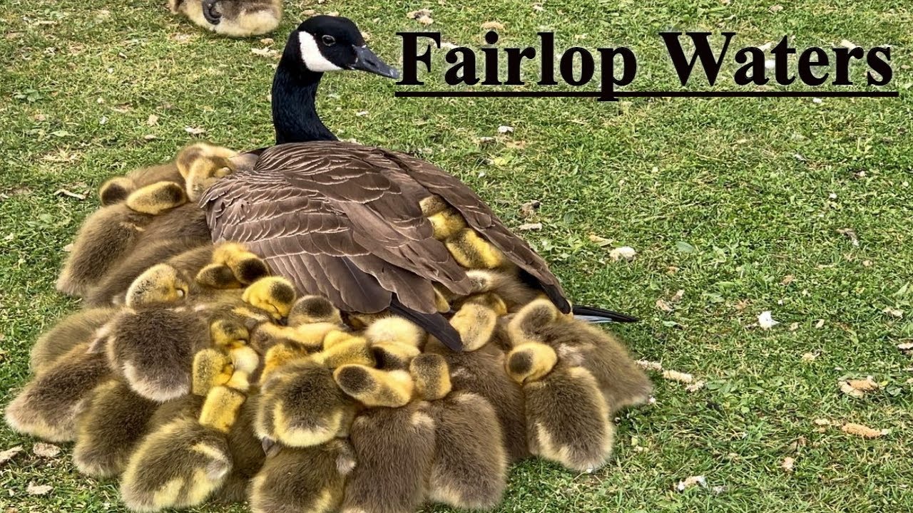 Fairlop Waters | London City Walk 2021 | Relaxation
