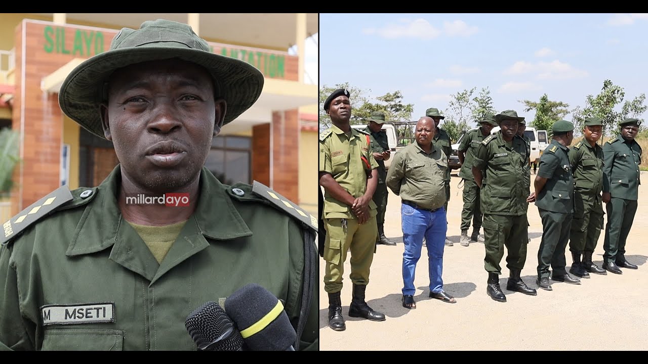 TFS CHATO KUPAMBANA NA WAVAMIZI SHAMBA LA MITI SILAYO NA  KUCHOMA MOTO, VIJANA 80 WAAJIRIWA KULINDA
