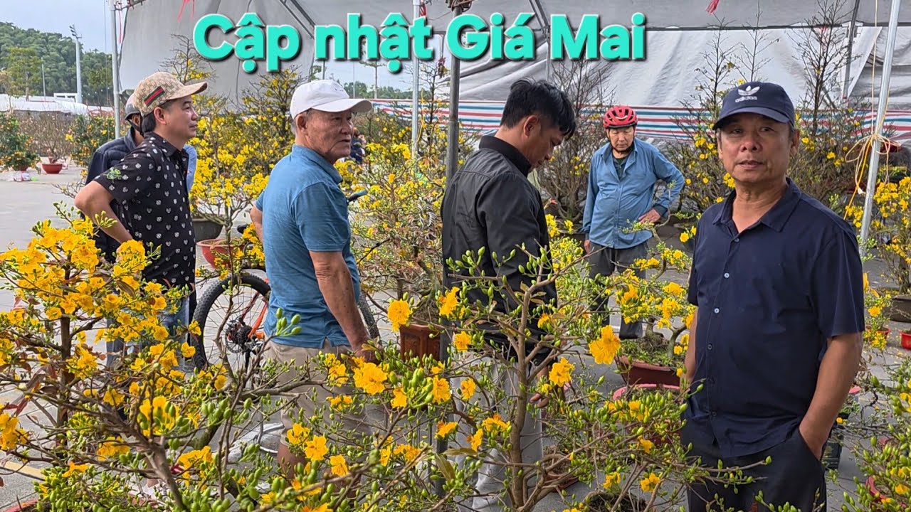 Cập nhật Giá mai Miền Nam và mai yên Tử 30,40 tr cho một Cây Mai Yên Tử Tai kinh môn Hải Phòng 
