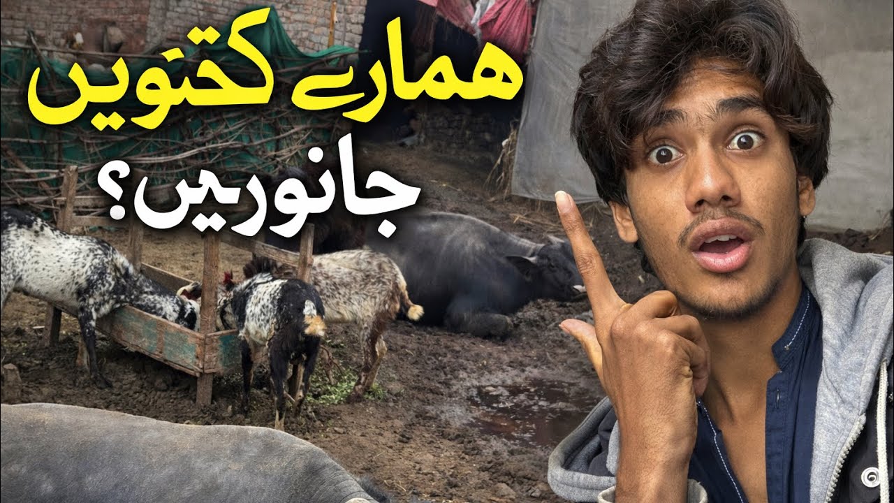 Hammara Kat na janwar ha 😱/aaj aap sab ko bhe pata chal jay ga 🫣🧐#vlog #youtubevideo #Alirazahafeez