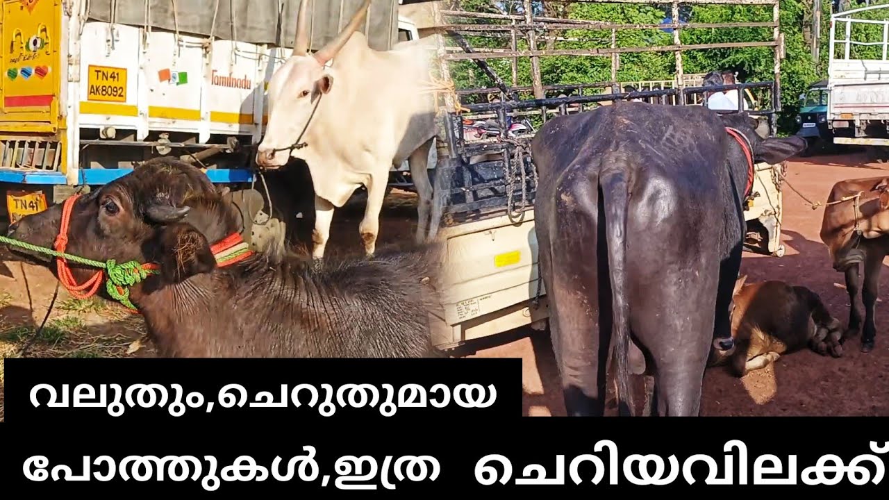 2ചന്തയിൽ കേറിയാൽ വില കുറവിൽ പോത്തിനെ കിട്ടും (ഇപ്പോൾ )#ajosvlog 9947863454