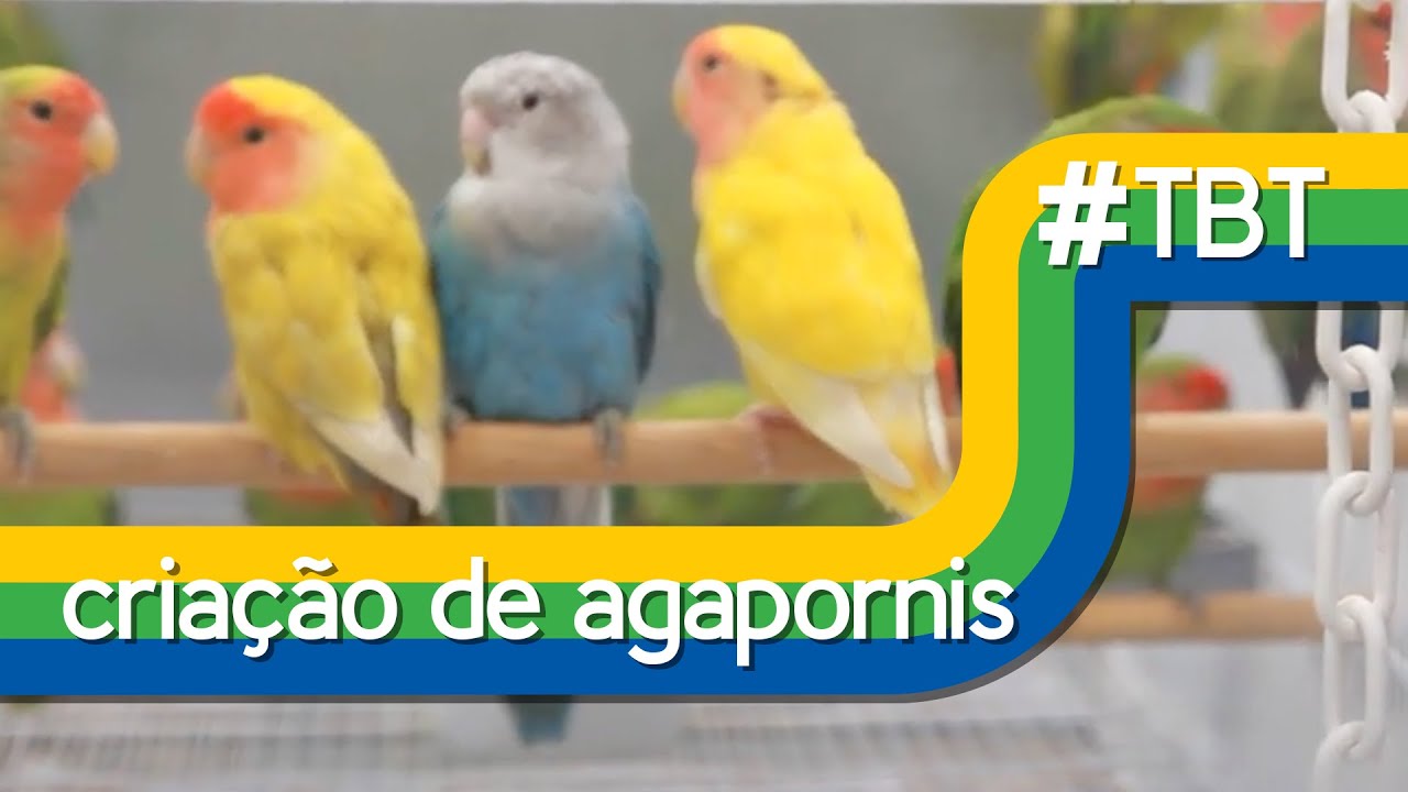 #TBT - Iniciando uma Criação de Agapornis
