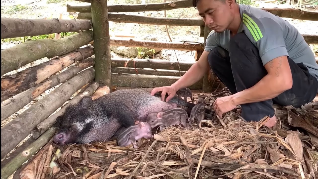 FULL VIDEO: taking care of wild boars giving birth, Survival instincts, Building a life (Ep 181)