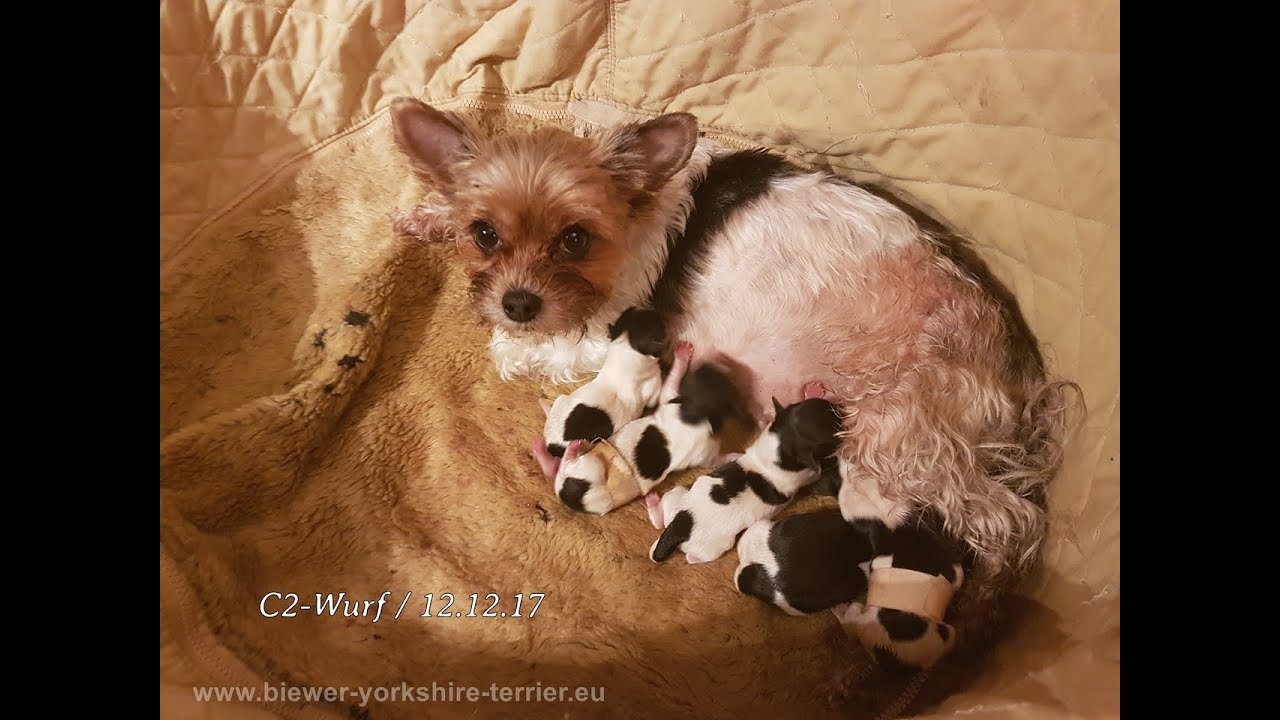 Geburtshilfe beim Biewer Yorkshire Terrier, C2 Wurf, 12 12 17