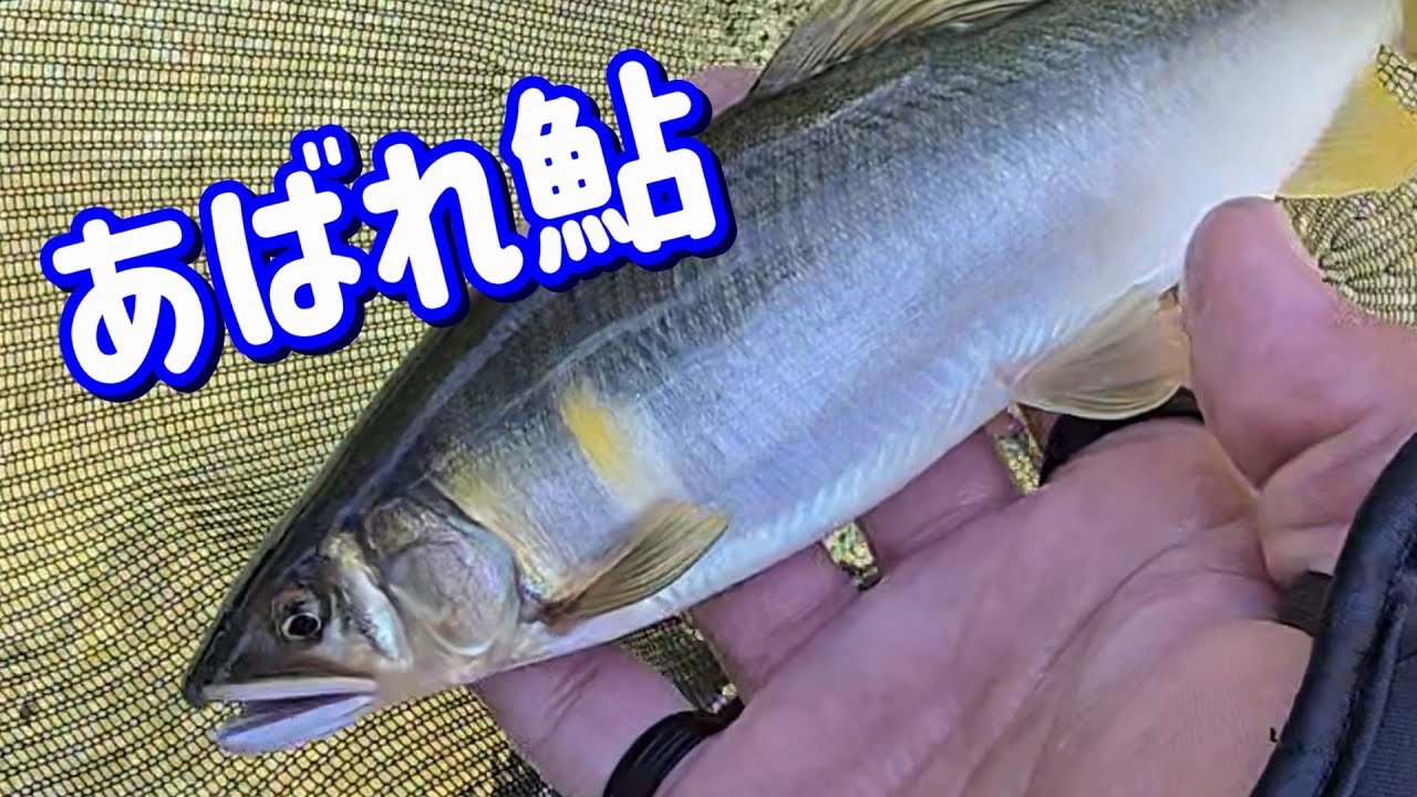 【飛騨のあばれ鮎＆室田カップ】宮川下流 あばれ返し
