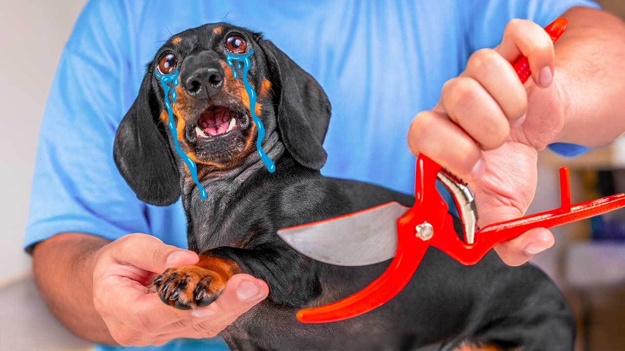 Dog's Struggle With Nails Trimming! Cute & Funny Dachshund Video!