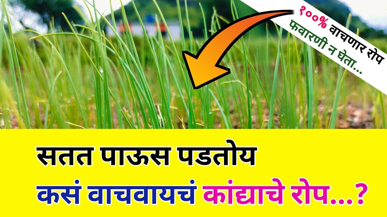 सतत पडणाऱ्या पावसात वाचवा कांद्याचे रोप..🌱 /kanda rop favarni / कांदा रोप व्यवस्थापन
