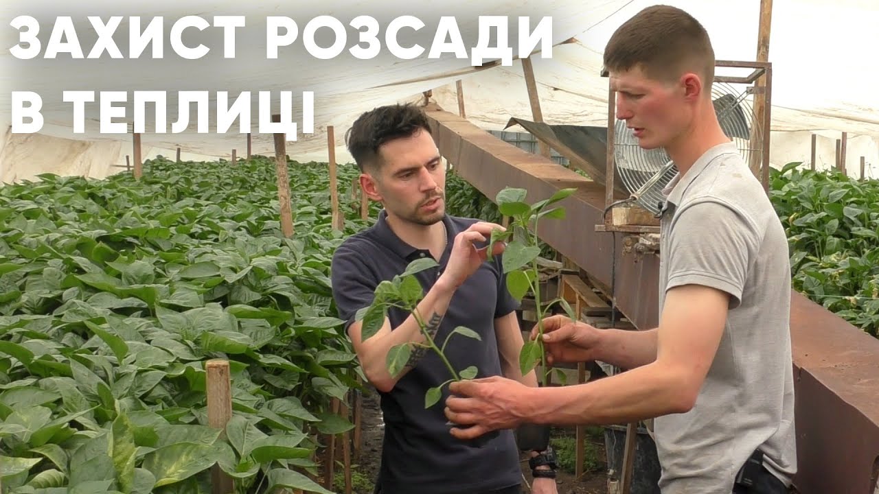 Защита рассады перца в теплице от болезней с использованием биофунгицидов ENZIM Biotech