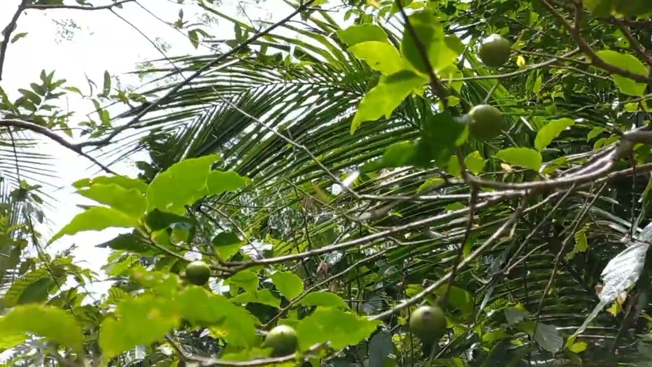 GOVERNOR'S PLUM TREE/environment/sri lanka 🇱🇰