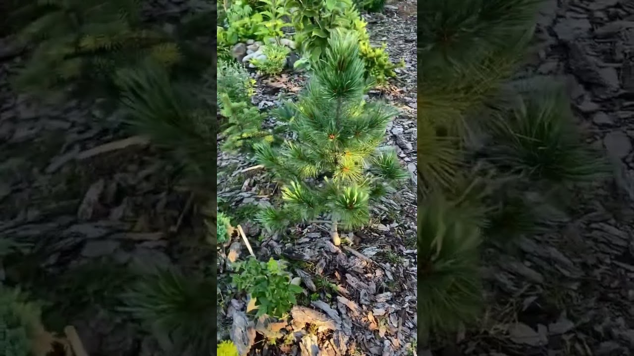 Pinus cembra Glauca 💚🌲💚#хвоя #хвойныйсад #хвойные #сад #pinus #сосны
